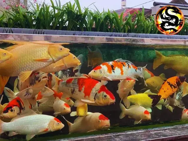Hồ Cá Koi Thủy Sinh Hồ Cá Koi Thủy Sinh