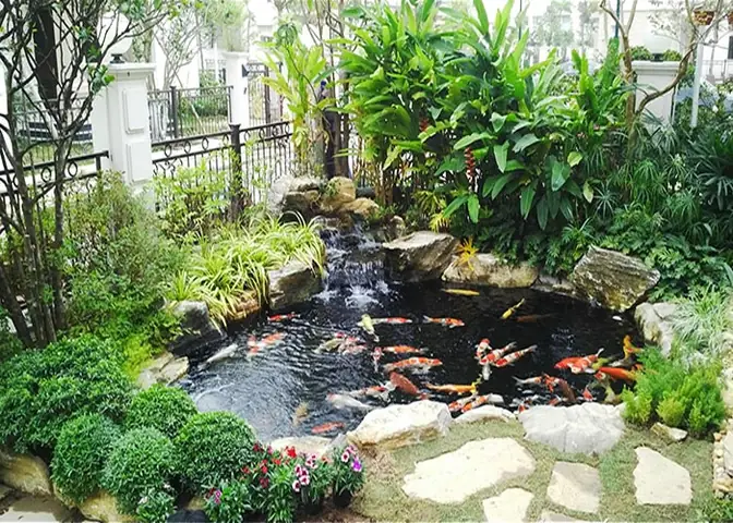 Hồ Cá Koi Thủy Sinh Hồ Cá Koi Thủy Sinh