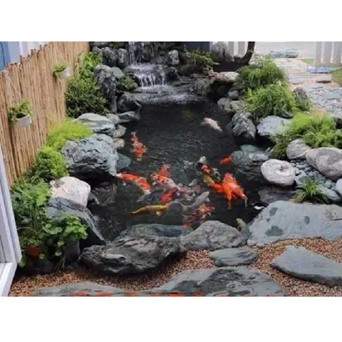 Hòn Non Bộ Nuôi Cá Koi Hòn Non Bộ Nuôi Cá Koi