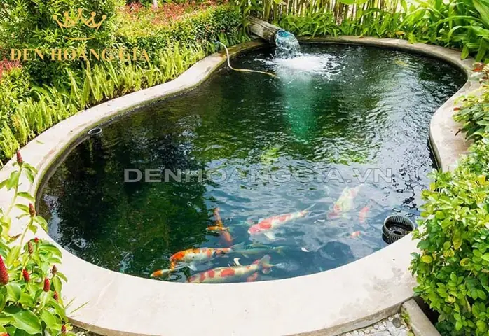 Kích Thước Cá Koi