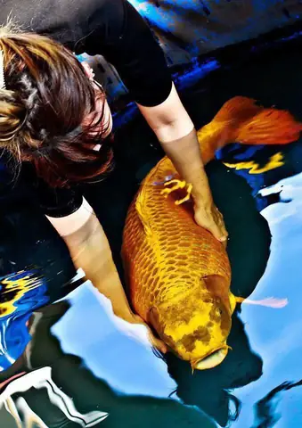 Kích Thước Cá Koi