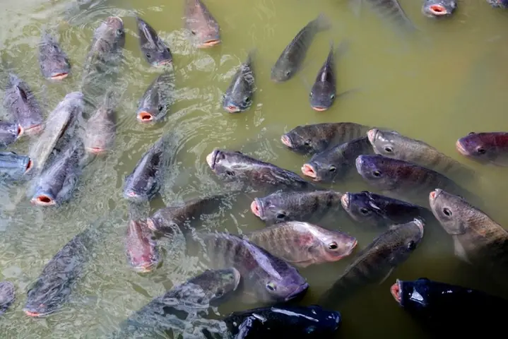 Kỹ Thuật Nuôi Cá Koi Ao Bùn