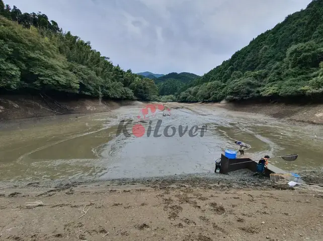 Kỹ Thuật Nuôi Cá Koi Ao Bùn