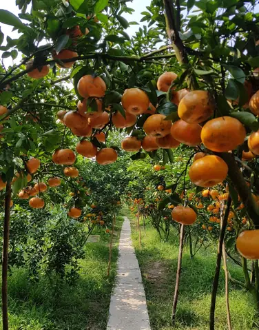Lai Vung Ở Đâu Lai Vung Ở Đâu