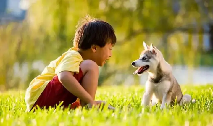 Lợi Ích Của Vật Nuôi Trong Nhà Lợi Ích Của Vật Nuôi Trong Nhà
