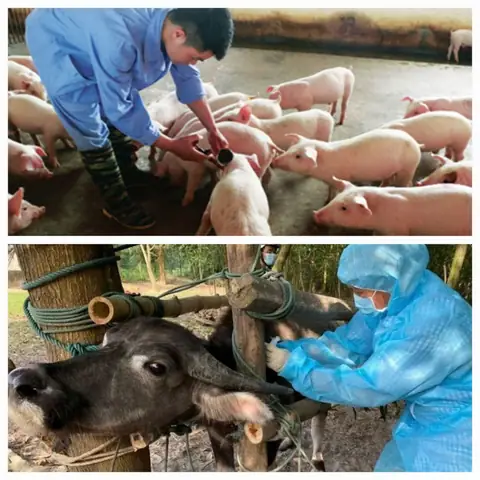 Lợi Ích Của Vật Nuôi Trong Nhà Lợi Ích Của Vật Nuôi Trong Nhà