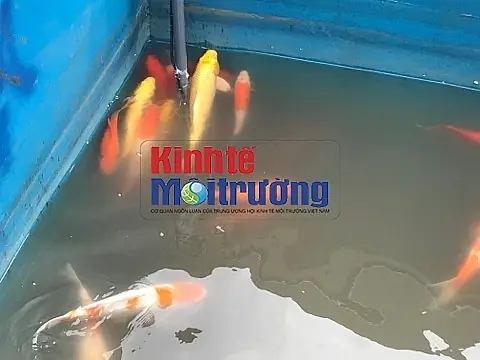 Môi Trường Sống Của Cá Koi Môi Trường Sống Của Cá Koi