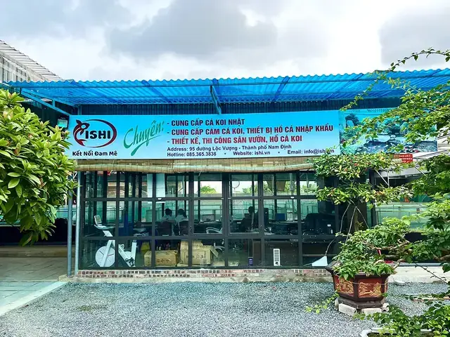 Mua Cá Koi F1 Ở Đâu