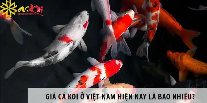 Mua Cá Koi F1 Ở Đâu