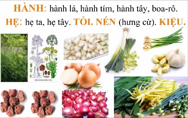 Ngũ Tân Là Gì Ngũ Tân Là Gì