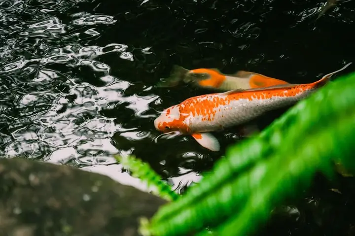 Nhiệt Độ Nuôi Cá Koi Nhiệt Độ Nuôi Cá Koi