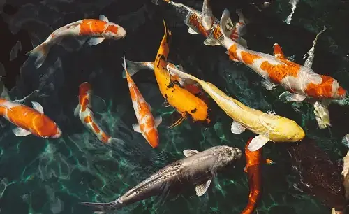 Nhiệt Độ Nuôi Cá Koi Nhiệt Độ Nuôi Cá Koi