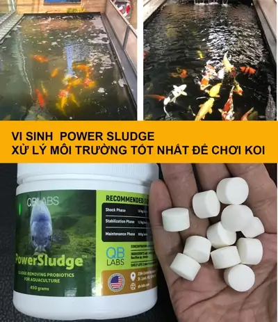 Nước Hồ Cá Koi Bị Tanh