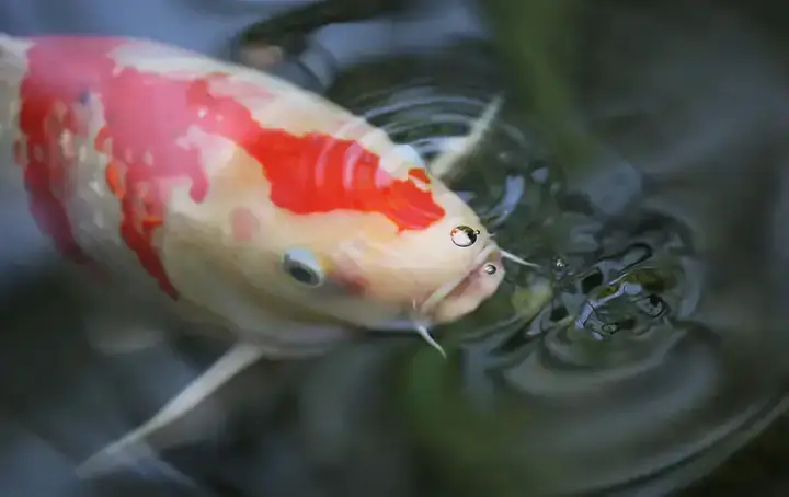 Nước Hồ Cá Koi Bị Tanh