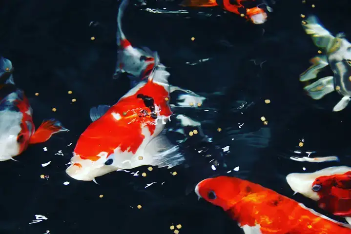 Nước Hồ Cá Koi Bị Tanh