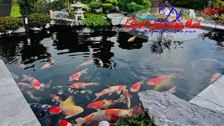 Nước Hồ Cá Koi Bị Tanh