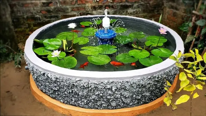 Nuôi Cá Koi Trong Chậu Xi Măng Nuôi Cá Koi Trong Chậu Xi Măng