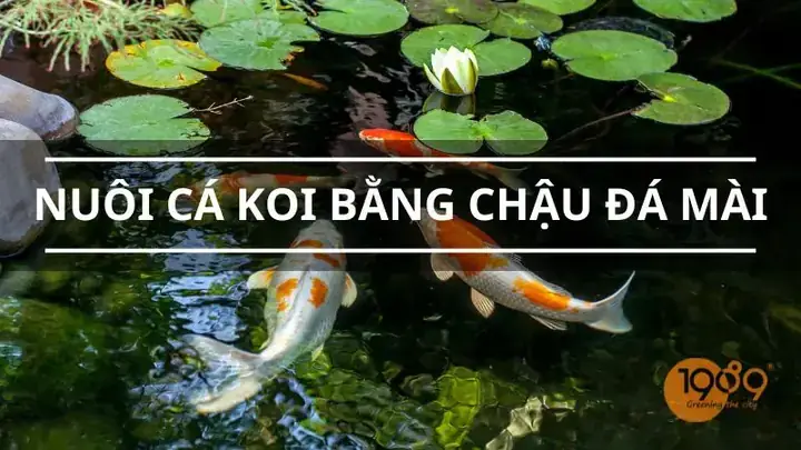 Nuôi Cá Koi Trong Chậu Xi Măng Nuôi Cá Koi Trong Chậu Xi Măng