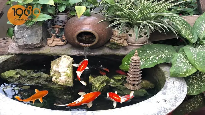 Nuôi Cá Koi Trong Chậu Xi Măng Nuôi Cá Koi Trong Chậu Xi Măng