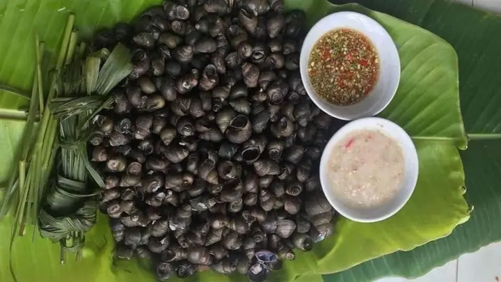 Ốc Đắng Làm Gì Ngon? Khám Phá 7+ Cách Chế Biến Đơn Giản & Thơm Lừng Ốc Đắng Làm Gì Ngon? Khám Phá 7+ Cách Chế Biến Đơn Giản & Thơm Lừng