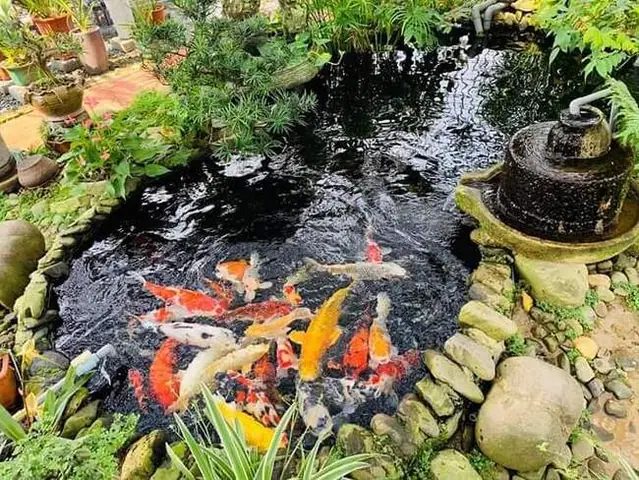 Phụ Kiện Bể Cá Koi