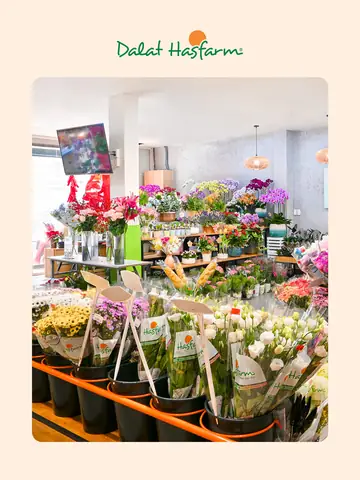 Shop Hoa Bình Thạnh Shop Hoa Bình Thạnh