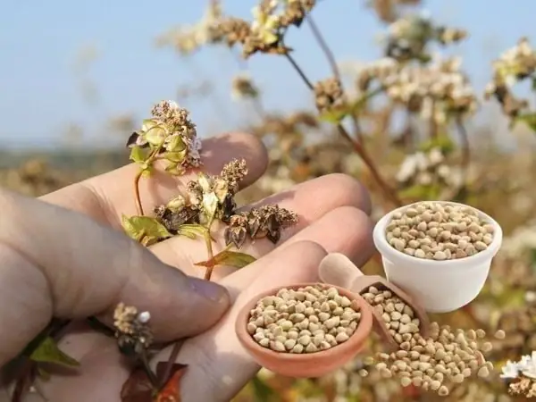 Tác Dụng Của Hạt Kiều Mạch Tác Dụng Của Hạt Kiều Mạch