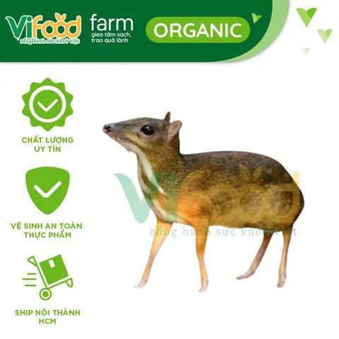 Tổng Hợp Các Món Ngon Từ Thịt Cheo Rừng Và Cách Chế Biến Thơm Lừng Tổng Hợp Các Món Ngon Từ Thịt Cheo Rừng Và Cách Chế Biến Thơm Lừng