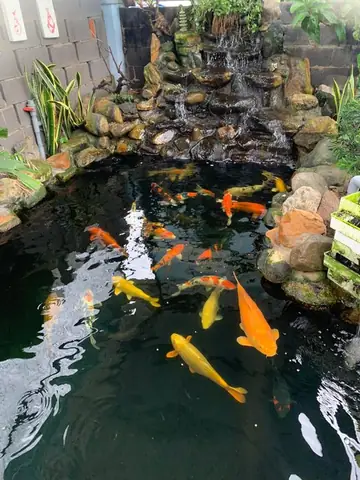 Trại Cá Koi Nha Trang Trại Cá Koi Nha Trang