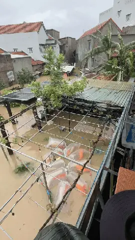 Trại Cá Koi Nha Trang Trại Cá Koi Nha Trang