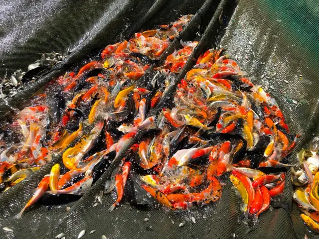 Trại Cá Koi Nha Trang Trại Cá Koi Nha Trang