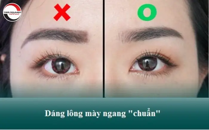 Tướng Số Lông Mày Ngang Tướng Số Lông Mày Ngang