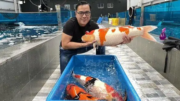 Vua Cá Koi Thắng Ngô