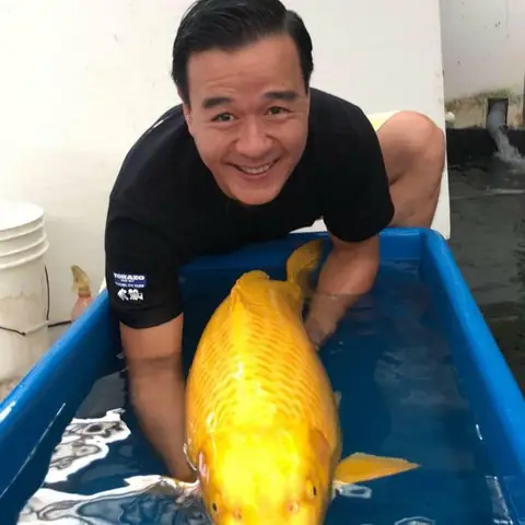 Vua Cá Koi Thắng Ngô