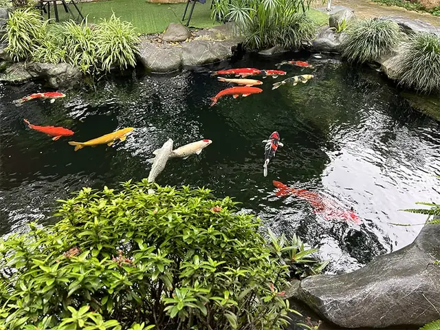 Xử Lý Nước Trước Khi Thả Cá Koi