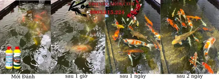 Xử Lý Nước Trước Khi Thả Cá Koi
