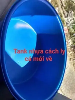 Xử Lý Nước Trước Khi Thả Cá Koi