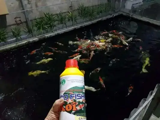 Xử Lý Nước Trước Khi Thả Cá Koi