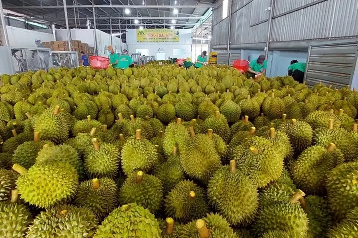 Hướng Dẫn Xuất Khẩu Và Gửi Hàng Hóa Từ Việt Nam Sang Trung Quốc Chi Tiết Hướng Dẫn Xuất Khẩu Và Gửi Hàng Hóa Từ Việt Nam Sang Trung Quốc Chi Tiết