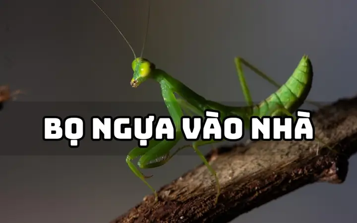 Bọ Ngựa Vào Nhà Bạn Đềm La Điềm Gì Bọ Ngựa Vào Nhà Bạn Đềm La Điềm Gì