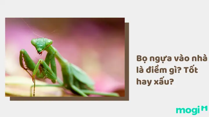 Bọ Ngựa Vào Nhà Bạn Đềm La Điềm Gì Bọ Ngựa Vào Nhà Bạn Đềm La Điềm Gì