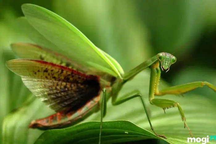 Bọ Ngựa Vào Nhà Bạn Đềm La Điềm Gì Bọ Ngựa Vào Nhà Bạn Đềm La Điềm Gì