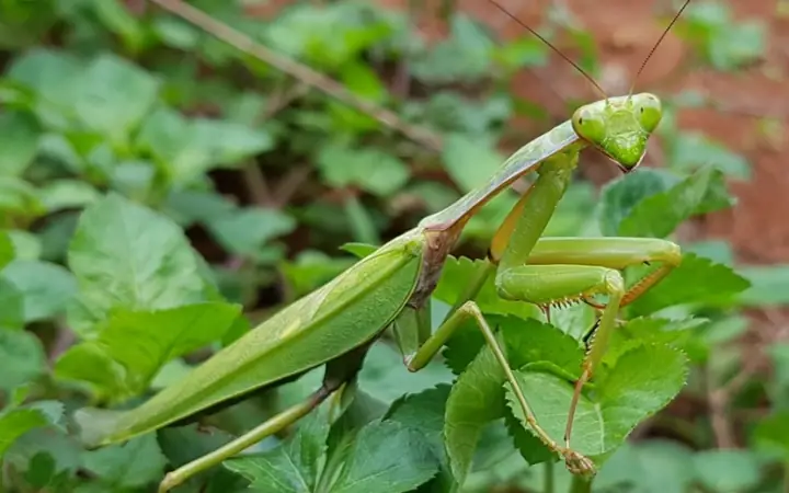 Bọ Ngựa Vào Nhà Bạn Đềm La Điềm Gì Bọ Ngựa Vào Nhà Bạn Đềm La Điềm Gì