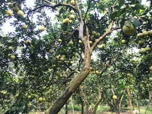 Bưởi Đường Cát Quế: Đặc Điểm, Giá Bán Và Địa Chỉ Mua Uy Tín Bưởi Đường Cát Quế: Đặc Điểm, Giá Bán Và Địa Chỉ Mua Uy Tín