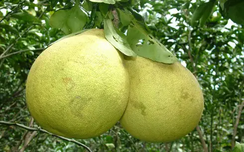 Bưởi Đường Cát Quế: Đặc Điểm, Giá Bán Và Địa Chỉ Mua Uy Tín Bưởi Đường Cát Quế: Đặc Điểm, Giá Bán Và Địa Chỉ Mua Uy Tín