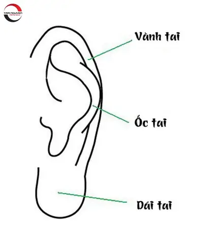 Các Tướng Tai Đàn Ông Các Tướng Tai Đàn Ông