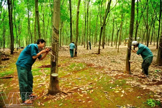 Cây Cao Su Ở Bình Phước: Lịch Sử, Quy Mô Sản Xuất Và Tiềm Năng Phát Triển Cây Cao Su Ở Bình Phước: Lịch Sử, Quy Mô Sản Xuất Và Tiềm Năng Phát Triển