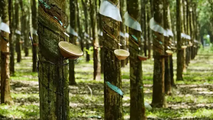 Cây Cao Su Ở Bình Phước: Lịch Sử, Quy Mô Sản Xuất Và Tiềm Năng Phát Triển Cây Cao Su Ở Bình Phước: Lịch Sử, Quy Mô Sản Xuất Và Tiềm Năng Phát Triển