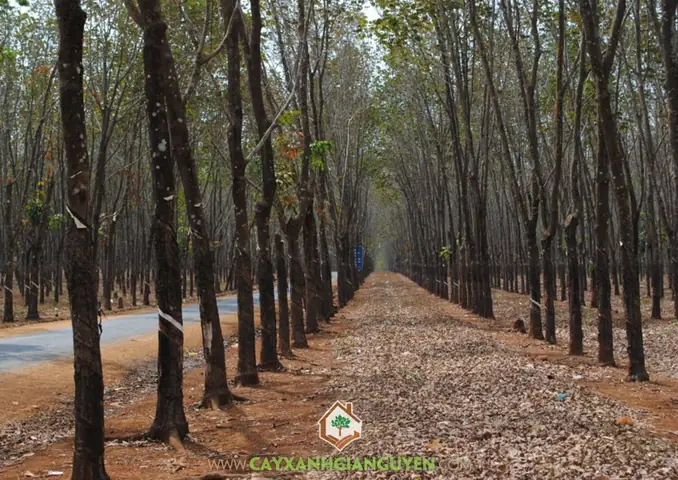 Cây Cao Su Ở Bình Phước: Lịch Sử, Quy Mô Sản Xuất Và Tiềm Năng Phát Triển Cây Cao Su Ở Bình Phước: Lịch Sử, Quy Mô Sản Xuất Và Tiềm Năng Phát Triển
