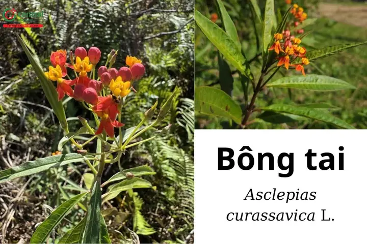 Cây Hoa Bông Tai Là Gì? Đặc Điểm, Cách Trồng Và Công Dụng Chữa Bệnh Cây Hoa Bông Tai Là Gì? Đặc Điểm, Cách Trồng Và Công Dụng Chữa Bệnh